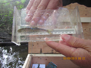 measuing migrating coho smolt measuring migrating coho smolt