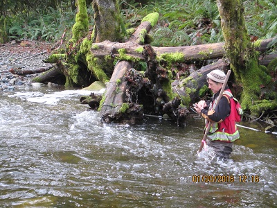 Assessing Large Woody Debris structure CenterCreek2