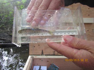 Measuring a coho smolt measuringcoho
