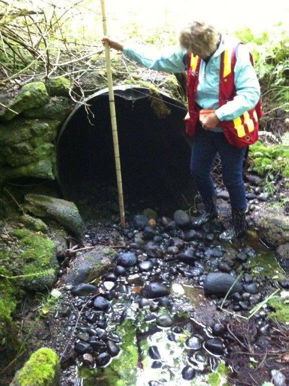 Volunteer assessing the culverts at Butler Road on Shelly Creek Volunteer assessing the culverts at Butler Road on Shelly Creek