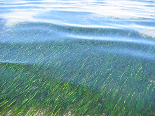 Eelgrass through water Eelgrass through water