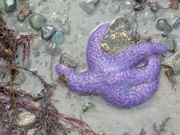 Ochre Sea Star Ochre Sea Star